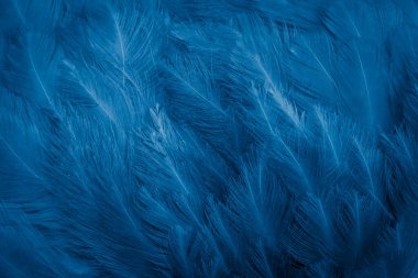 Mavi tavuk tüylerinin makro fotoğrafı. arkaplan veya doku