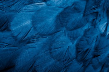 Mavi tavuk tüylerinin makro fotoğrafı. arkaplan veya doku