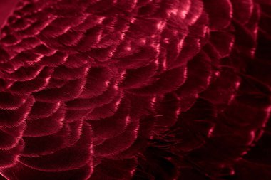 Kırmızı tüylü güvercin makro fotoğrafı. doku veya arkaplan