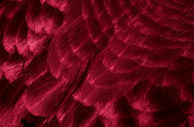 Kırmızı tüylü güvercin makro fotoğrafı. doku veya arkaplan