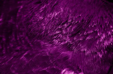 Mor tüylü güvercin makro fotoğrafı. doku veya arkaplan