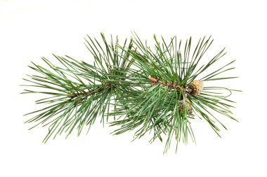 Beyaz izole bir arka planda bahar çamı