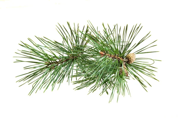 Beyaz izole bir arka planda bahar çamı