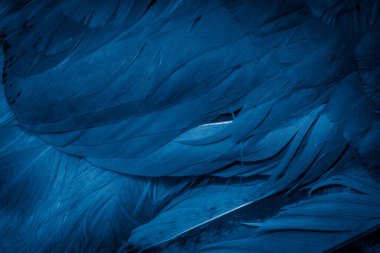 Mavi tavuk tüylerinin makro fotoğrafı. arkaplan veya doku