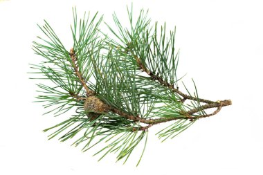 Beyaz izole bir arka planda bahar çamı