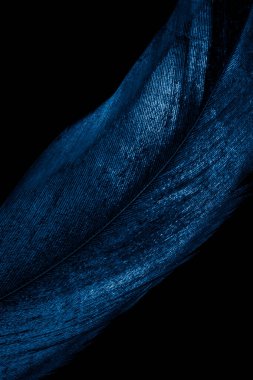 Siyah izole arkaplanda mavi kuş tüyü