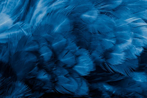 macro photo of blue hen feathers. background or textura