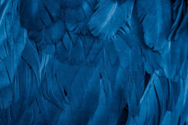 Mavi tavuk tüylerinin makro fotoğrafı. arkaplan veya doku