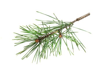 Beyaz izole bir arka planda bahar çamı