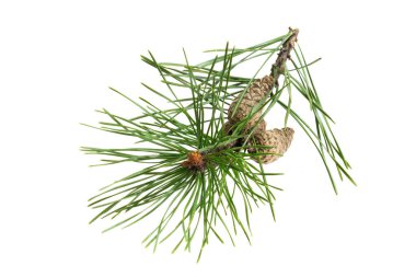 Beyaz izole bir arka planda bahar çamı