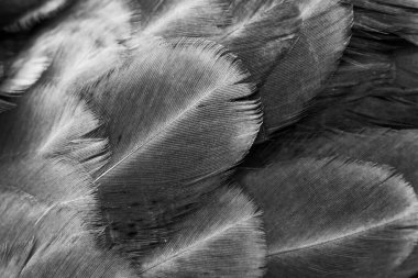 Gri tavuk tüylerinin makro fotoğrafı. arkaplan veya doku