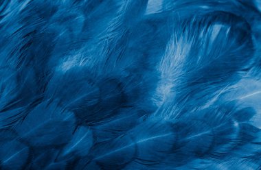 Mavi tavuk tüylerinin makro fotoğrafı. arkaplan veya doku