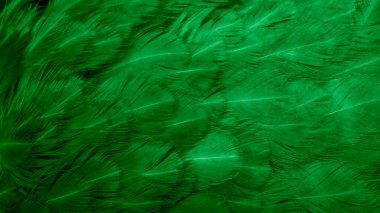 Yeşil tavuk tüylerinin makro fotoğrafı. arkaplan veya doku