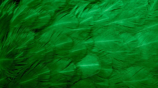 Yeşil tavuk tüylerinin makro fotoğrafı. arkaplan veya doku