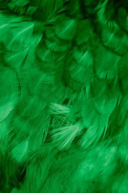 Yeşil tavuk tüylerinin makro fotoğrafı. arkaplan veya doku