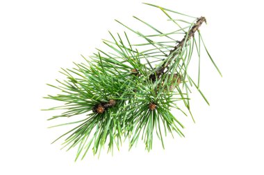 Beyaz izole bir arka planda bahar çamı