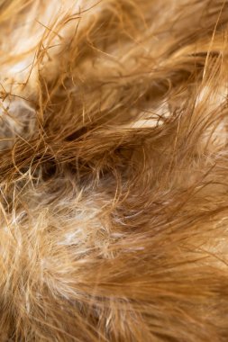 Kahverengi tavuk tüylerinin makro fotoğrafı. arkaplan veya doku