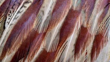 Görünür bir dokusu olan renkli sülün tüyleri. arkaplan