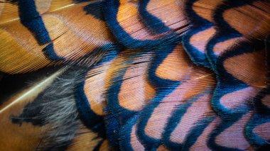 Görünür bir dokusu olan renkli sülün tüyleri. arkaplan