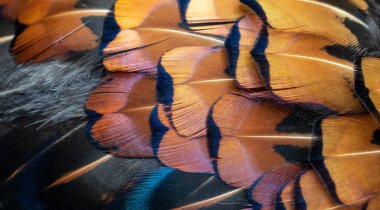 Görünür bir dokusu olan renkli sülün tüyleri. arkaplan
