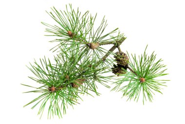 Beyaz izole bir arka planda bahar çamı