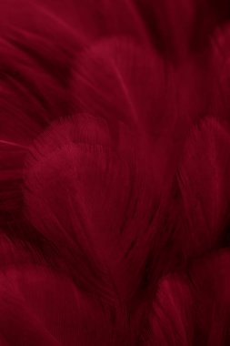 Kırmızı tavuk tüylerinin makro fotoğrafı. arkaplan veya doku