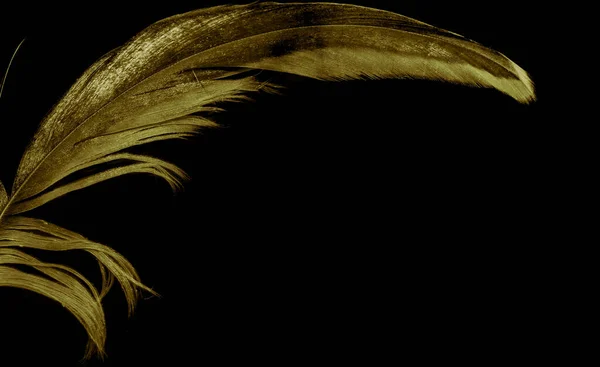 golden feathers of a rooster on a black background