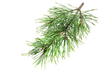 Beyaz izole bir arka planda bahar çamı