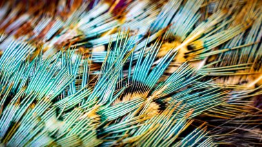 Görünür bir dokusu olan renkli sülün tüyleri. arkaplan