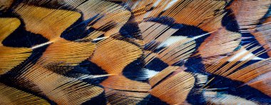 Görünür bir dokusu olan renkli sülün tüyleri. arkaplan