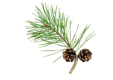 Beyaz izole bir arka planda bahar çamı