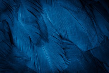 Mavi tavuk tüylerinin makro fotoğrafı. arkaplan veya doku