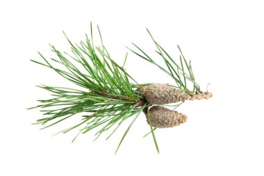 Beyaz izole bir arka planda bahar çamı