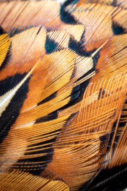 Görünür bir dokusu olan renkli sülün tüyleri. arkaplan