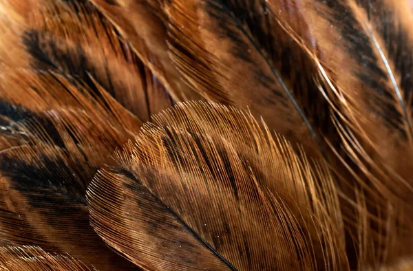 Makrofoto Brauner Hühnerfedern Hintergrund Oder Textur — Stockfoto