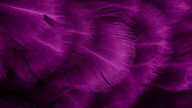 Menekşe tavuk tüylerinin makro fotoğrafı. arkaplan veya doku