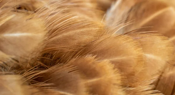 Macro Foto Plumas Gallina Marrón Fondo Textura — Foto de Stock