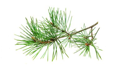 Beyaz izole bir arka planda bahar çamı