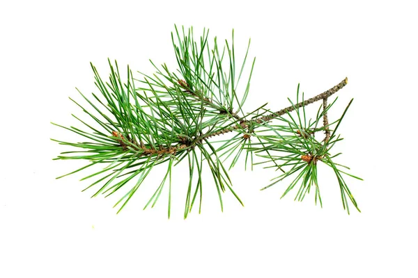 Beyaz izole bir arka planda bahar çamı