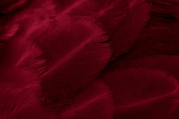 Макро Фото Красных Куриных Перьев Фон Текстура — стоковое фото