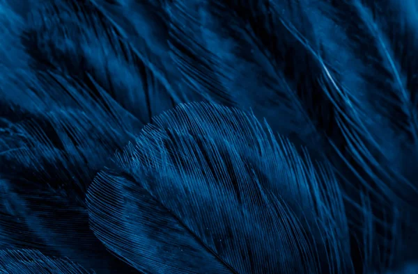 Macro Foto Plumas Gallina Violeta Fondo Textura — Foto de Stock