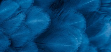 Menekşe tavuk tüylerinin makro fotoğrafı. arkaplan veya doku