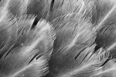 Gri tavuk tüylerinin makro fotoğrafı. arkaplan veya doku