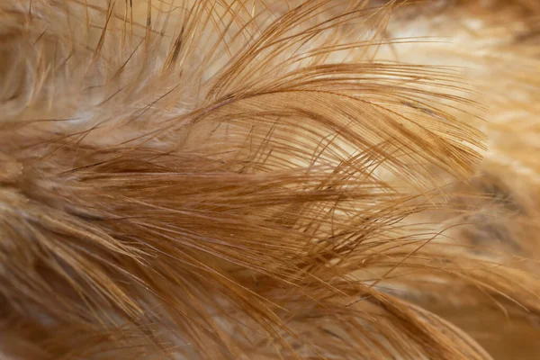 Macro Foto Plumas Gallina Marrón Fondo Textura — Foto de Stock