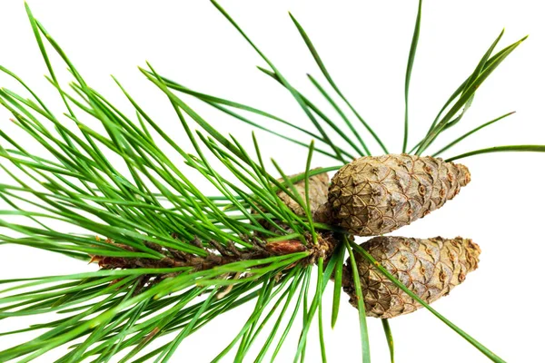 Spring Pine White Isolated Background Stock Photo