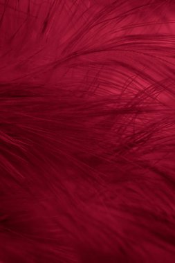Kırmızı tavuk tüylerinin makro fotoğrafı. arkaplan veya doku