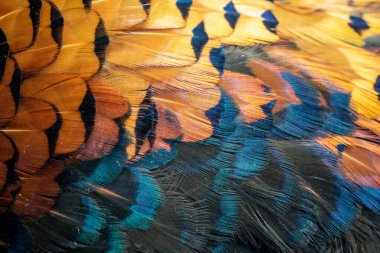 Görünür bir dokusu olan renkli sülün tüyleri. arkaplan