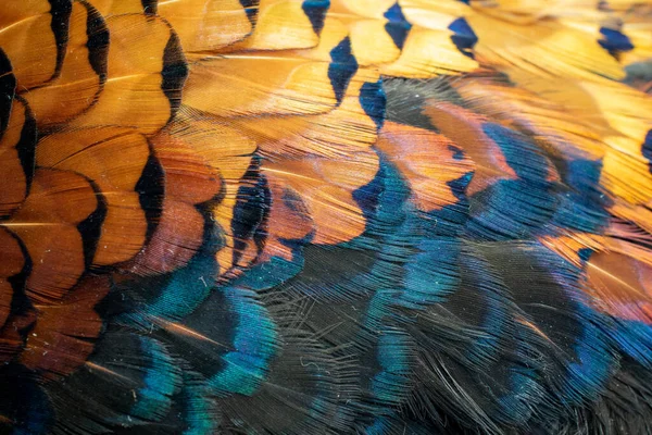 Görünür bir dokusu olan renkli sülün tüyleri. arkaplan