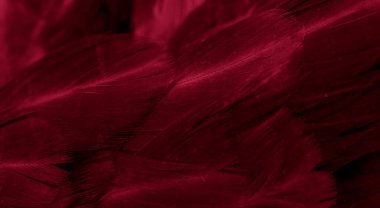 Kırmızı tavuk tüylerinin makro fotoğrafı. arkaplan veya doku