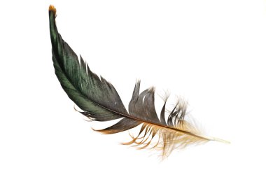 İzole edilmiş beyaz bir arka planda siyah horoz tüyleri.